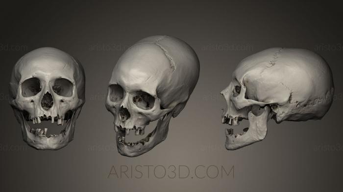 Anatomy of skeletons and skulls (ANTM_0012) 3D model for CNC machine